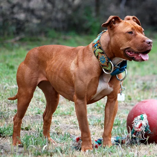 Pit bull