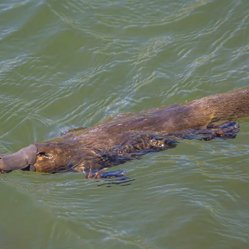 Platypus