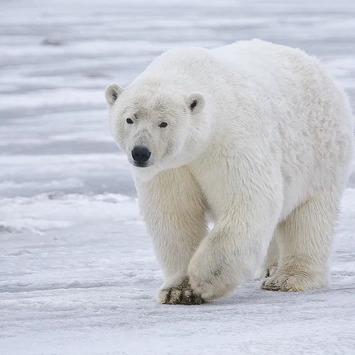 Polar bear