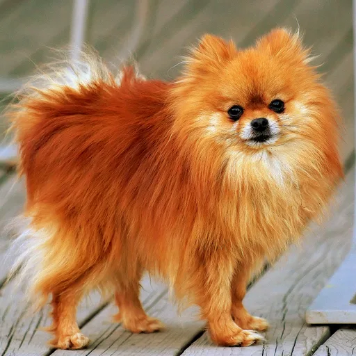 Pomeranian