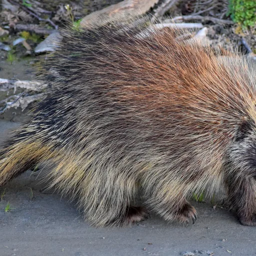 Porcupine