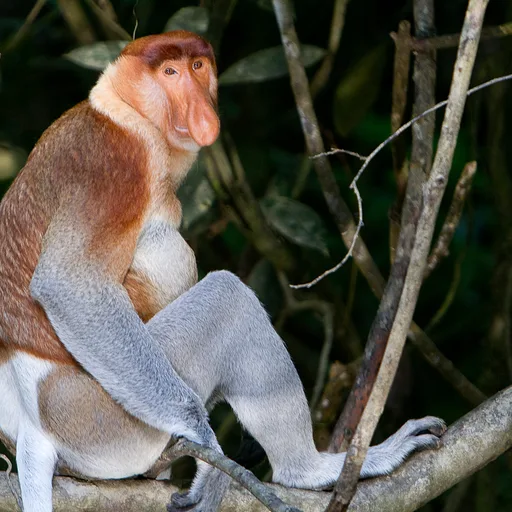 Proboscis monkey