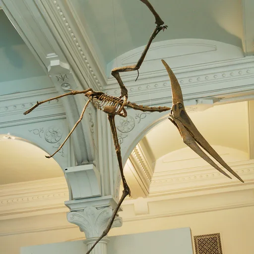 Pterodactyl