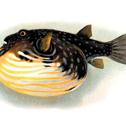 Pufferfish