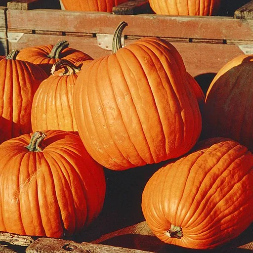 Pumpkin