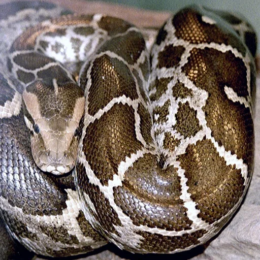 Python