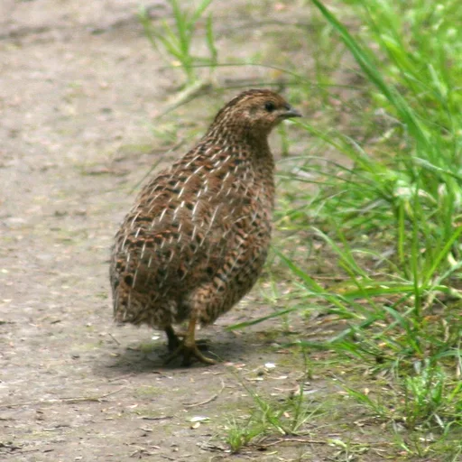 Quail