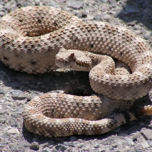 Rattlesnake