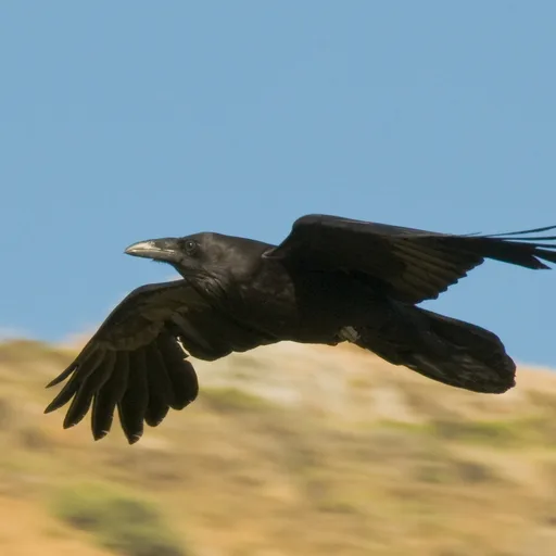 Raven