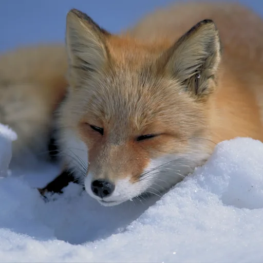 Red fox
