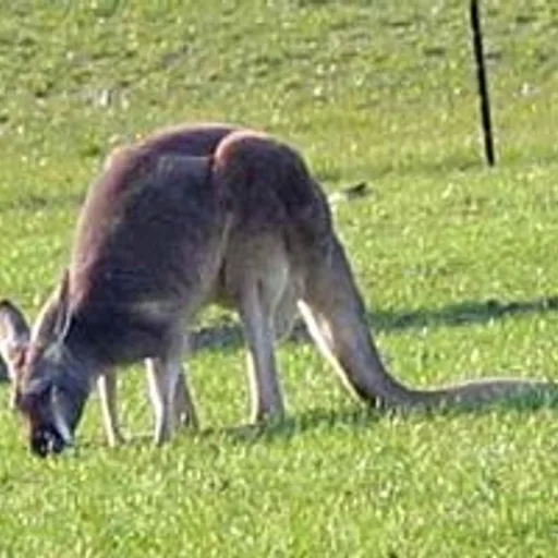 Red kangaroo