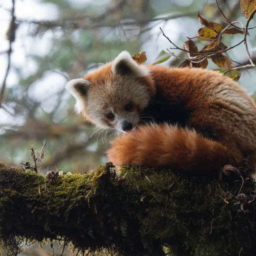 Red panda