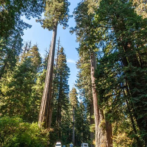 Redwood tree