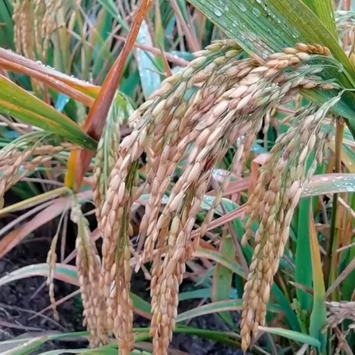 Rice plant
