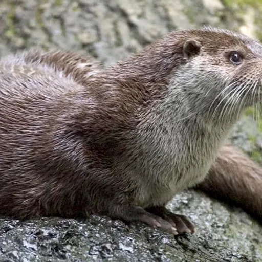 River otter