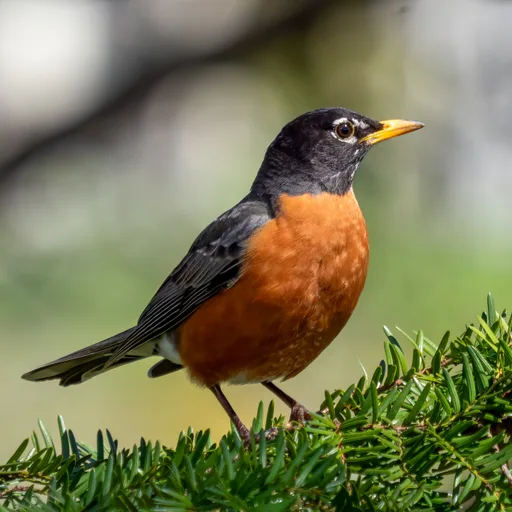 Robin