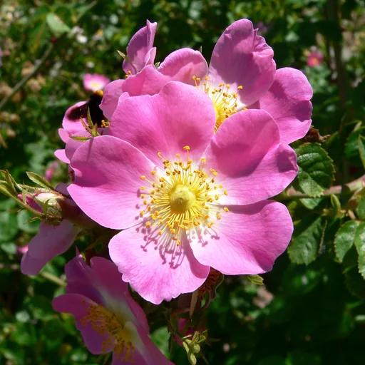 Rose bush