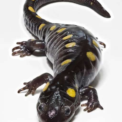 Salamander