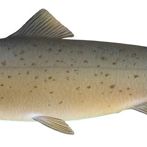 Salmon fillet