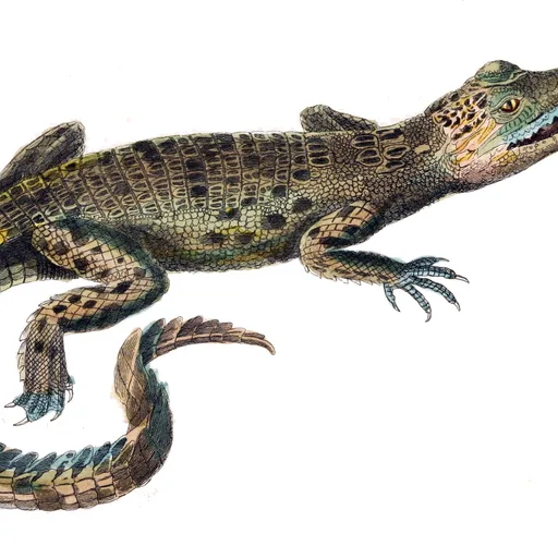 Saltwater crocodile