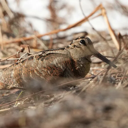 Sandpiper