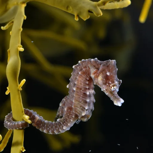 Sea horse