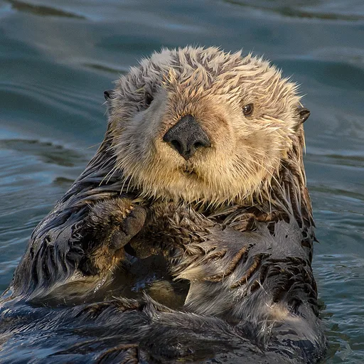 Sea otter
