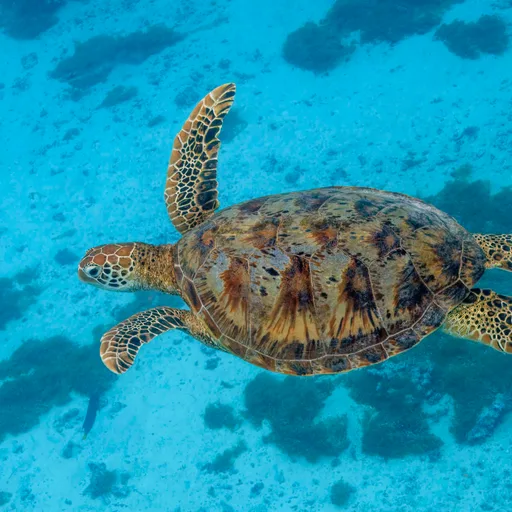 Sea turtle (green)