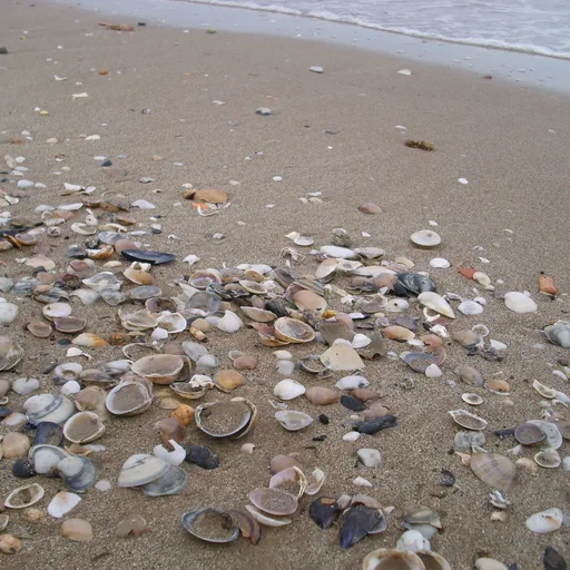 Seashell