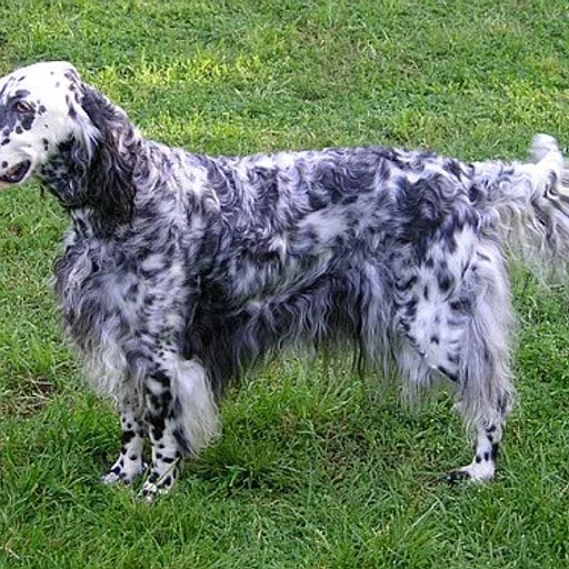Setter