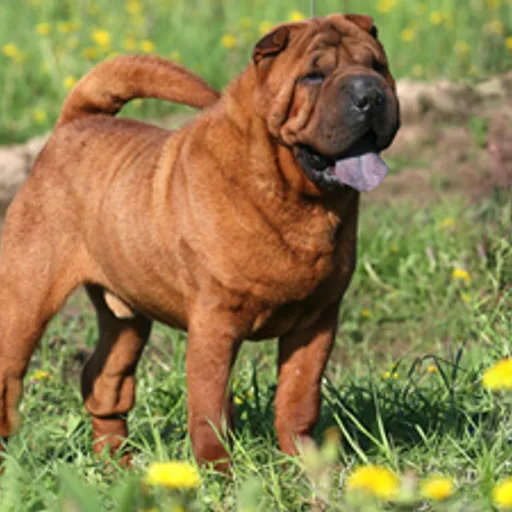 Shar Pei