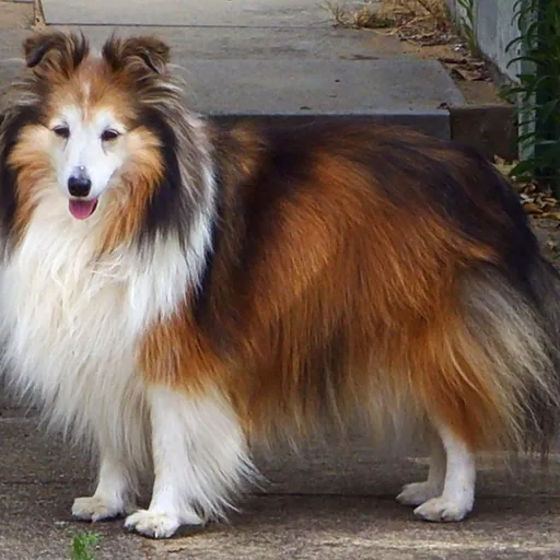 Shetland sheepdog