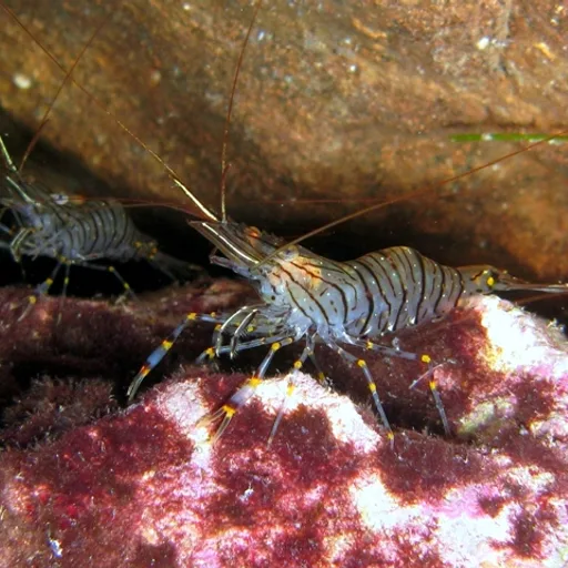 Shrimp