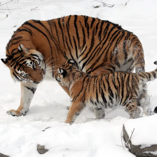 Siberian tiger