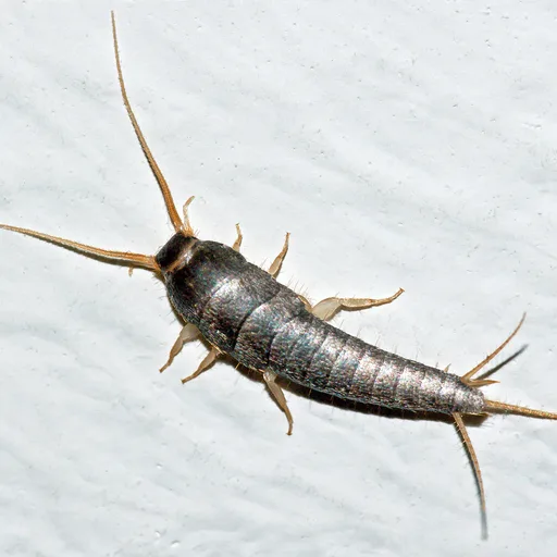 Silverfish