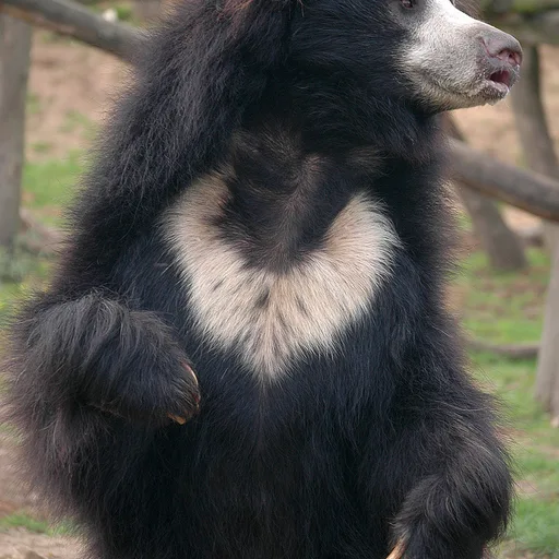 Sloth bear