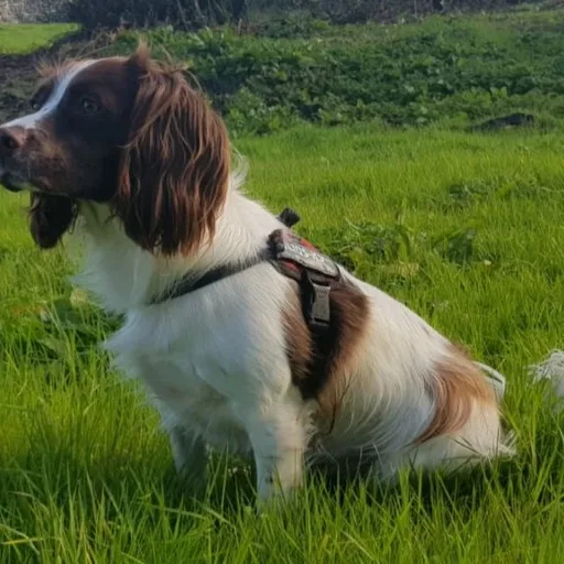 Springer spaniel
