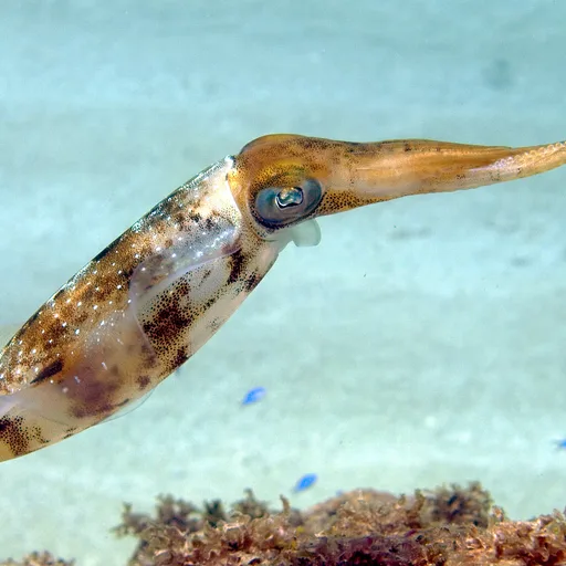 Squid
