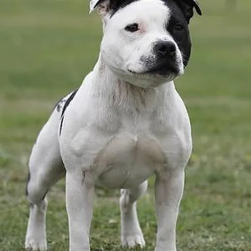 Staffordshire terrier