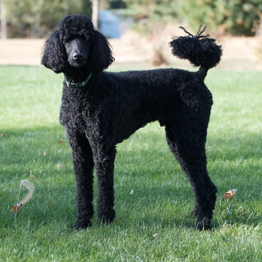Standard poodle