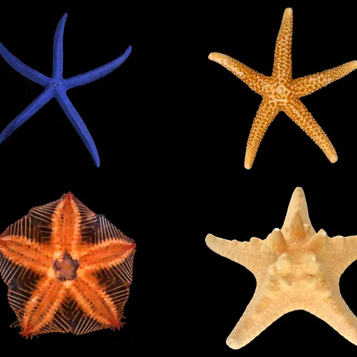 Starfish