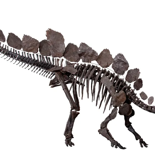 Stegosaurus