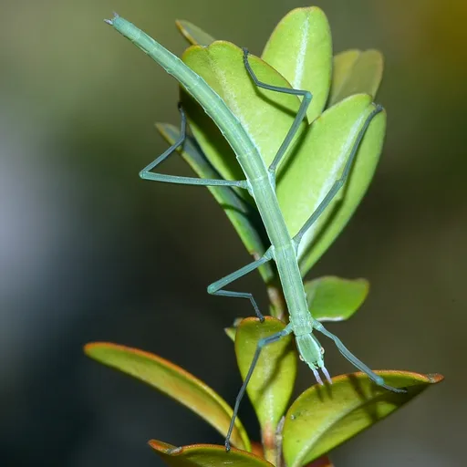 Stick insect