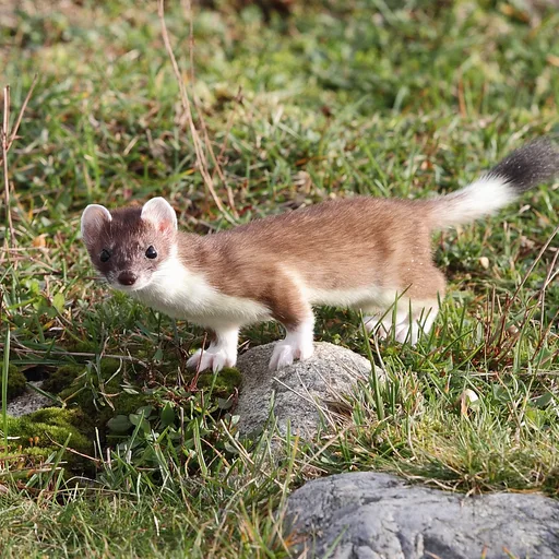 Stoat