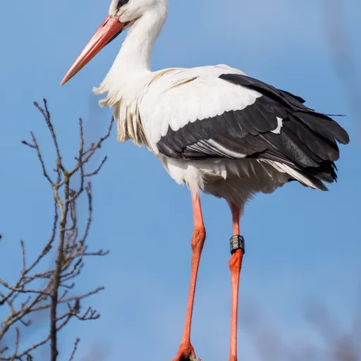 Stork