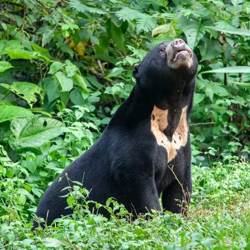 Sun bear