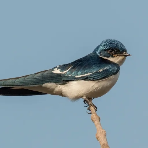 Swallow