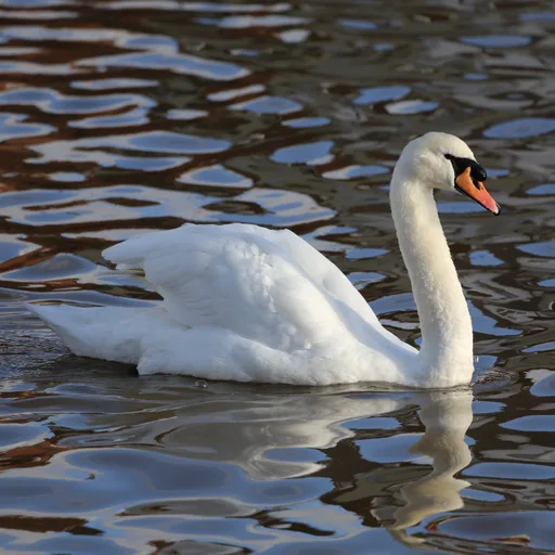 Swan
