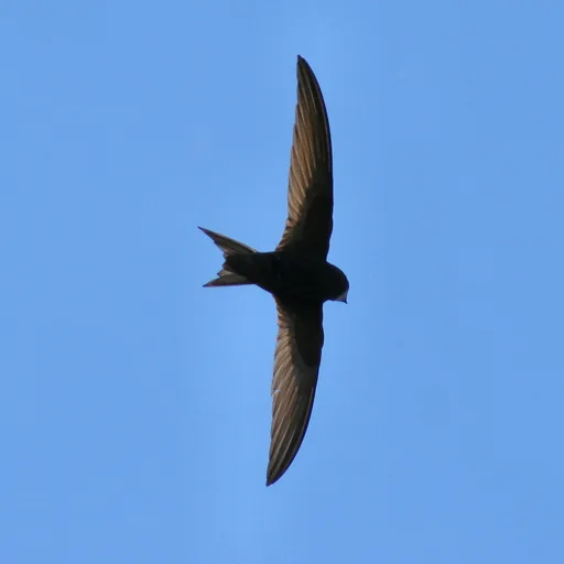 Swift (bird)