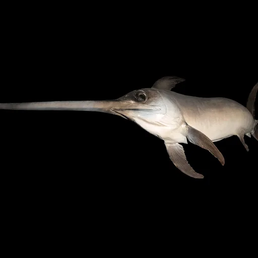 Swordfish